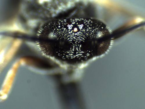 Chelonus sp.